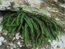 Image result for Asplenium hemitomum
