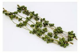 Image result for Diplocyclos