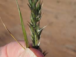 Image result for Enneapogon