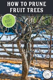 However, maintaining fruit trees without pruning and crown formation will be difficult. Pin On Gardening Vegetable Fruit