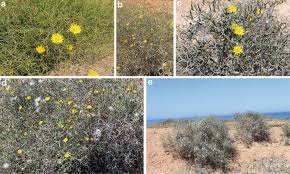 Image result for Launaea