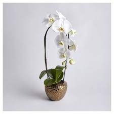 Cascading White Phalaenopsis Orchid From Tesco Phalaenopsis Orchid Orchids Phalaenopsis