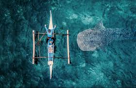 Su cola puede medir mas de 2,5 m. Nadar Con El Tiburon Ballena Un Riesgo Para La Especie