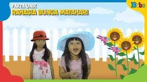 Besar, biasanya berwarna kuning terang. Wah Ternyata Bunga Matahari Punya Rahasia Unik Lo Youtube