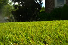 If more than six grubs are found under the sod piece, apply a lawn insecticide labeled for grub control fertilization: How To Plant And Care For St Augustine Grass