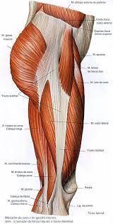 Ab 50€ portofrei, versand innerhalb 24h, 100 tage retoure, über 1 mio. Imagem Relacionada Leg Anatomy Anatomy Bones Human Muscle Anatomy