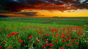 Download free widescreen desktop backgrounds in high quality resolution 1080p. 1080p Hd Wallpaper Pixelstalk Net