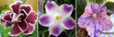 Saintpaulia ionantha being the most popular of the species of house plants has a more flat spreading habit with thick stocky leaves, with single or double types of flowers. African Violets Variety Is Beautiful Gesneriad Reference Web
