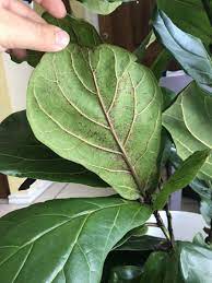 Ask the fiddle leaf fig doctor how do you identify spider mites on a fiddle leaf fig? Spider Mites On Fiddle Leaf Fig Gardening Forums