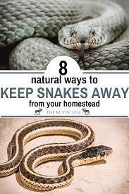How To Naturally Repel Snakes Keep Snakes Away Snake Garden Snakes