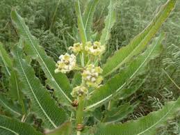 Image result for Xysmalobium