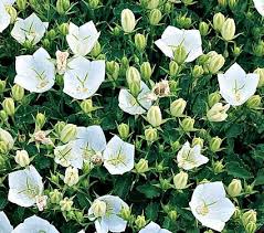 Campanula Carpatica White Clips White Flower Farm White Clips Bell Flower Full Sun To Part Shade 3 For White Flower Farm White Gardens Campanula Flowers