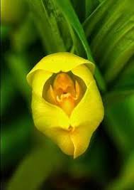 Type Of Flower Anguloa Anguloa Commonly Known As Tulip Orchids Botanical Name Anguloa Uniflora Also K Strange Flowers Unusual Flowers Beautiful Orchids