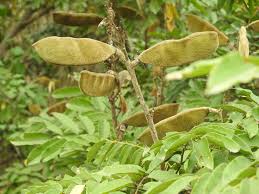 Image result for Millettia dura