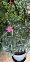 Image result for Ruellia makoyana