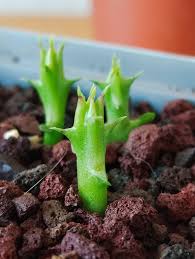 Image result for Tridentea