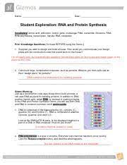 Why are we not identical to a plant? Rnaproteinsynthesis Pdf Name Date Student Exploration Rna And Protein Synthesis Vocabulary Amino Acid Anticodon Codon Gene Messenger Rna Nucleotide Course Hero