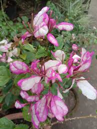 Translate bidadari in english online and download now our free translator to use any time at no bidadari in english. Flowers N Gifts Bidadari Bougainvillea And My Adenium Facebook