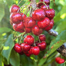 Black tartarian needs a pollinator. Cherry Tree Varieties Types Of Cherry Trees
