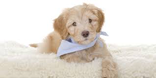 Discover australian labradoodles via reputable breeders. Australian Labradoodles Vs Labradoodles Uptown Puppies