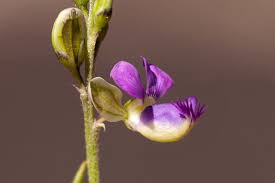 Image result for Polygala petitiana