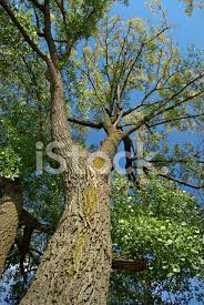 Grundsätzlich sind apfelbäume alles andere als anspruchsvolle pflanzen. Pappelbaum Stockfotos Freeimages Com