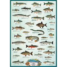 Freshwater Fish Educational Chart Walmart Com