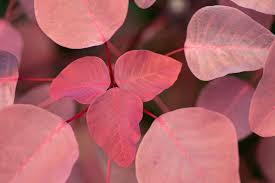 Image result for Euphorbia cotinifolia