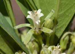 Image result for Dichapetalum