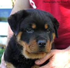 Washburn farms places an emphasis on structure, head production. Rodsden Rottweilers Home Facebook