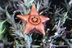 Image result for Orbea paradoxa