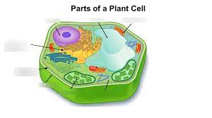 We did not find results for: Biology Chapter 7 Plant Cell Diagram Quizlet