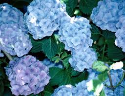 Image result for Cercospora hydrangea