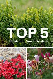 Top 5 Shrubs For Small Gardens Gardening Know How S Blog Shrubs For Landscaping Small Garden Shrubs Evergreen Plants