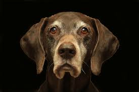 Symptoms and nearly half report a digestive symptom as their chief complaint. Old Dogs Why They Go Walking At Night Elwood Vet