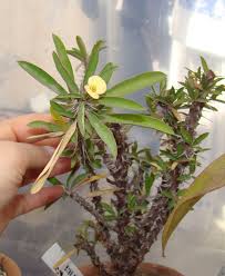 Image result for Euphorbia matabelensis