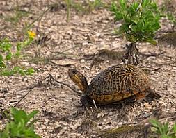 Florida Box Turtle Wikipedia