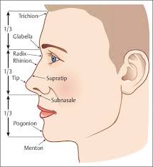 Huizing, de groot, functional reconstructive nasal surgery, 2003, georg thieme verlag. Nasal And Paranasal Sinus Anatomy And Embryology Ento Key