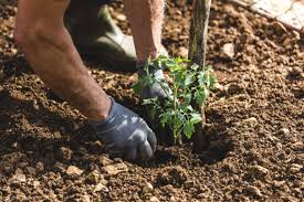 A layer of mulch can help retain moisture around the plants and suppress weed growth. How To Take Care Of Tomato Plants Better Lawns Garden