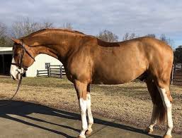 Sport Horses Horses Pretty Horses Sport Horse