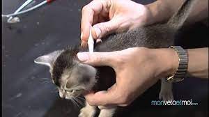Comment Traiter Votre Chat Contre Les Puces Youtube