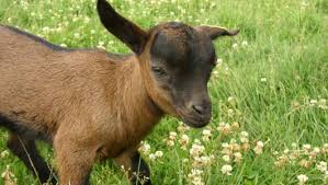 Image result for GOAT
