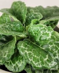 Image result for Streptocarpus leptopus