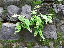 Check spelling or type a new query. Kembali Populer Sejukkan Rumah Dengan Memelihara Tanaman Suplir