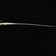 Image result for Hyperthelia dissoluta