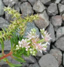 Image result for Hereroa glenensis