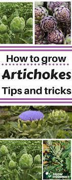 How To Grow Artichokes Garden Gardening Artichokes Growyourmint Com Howtogardening Growing Artichokes Organic Vegetable Garden Organic Gardening Tips