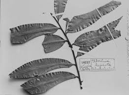 Image result for Hippocratea parvifolia