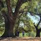 Vineyard Hike & Picnic