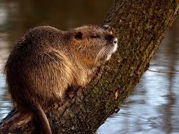 Castor North American Animals Baby Beaver Animals Wild